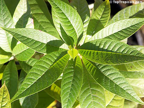 red faisan,white faisan,zapote blanco,chulul,tutul